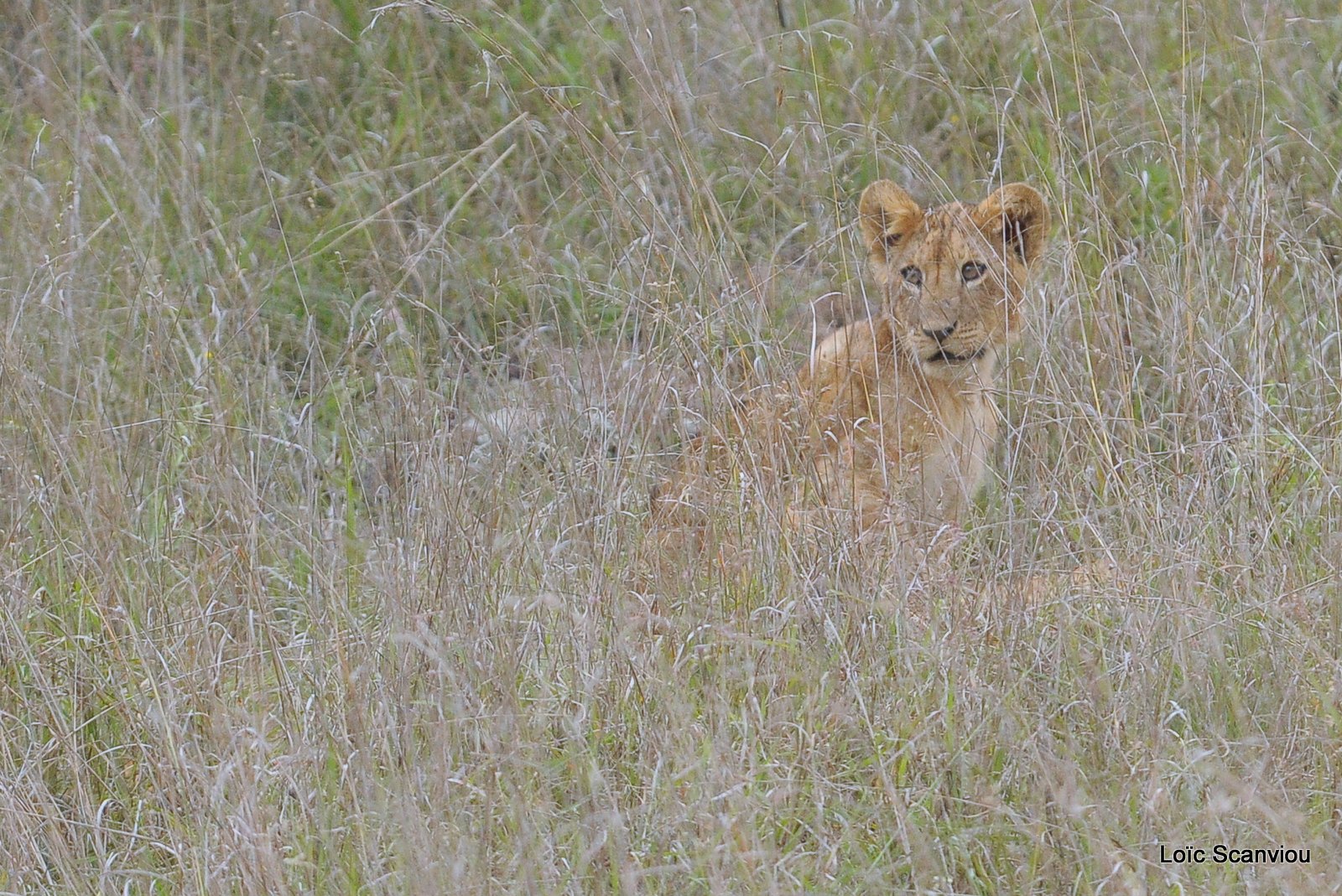 Lion (4)