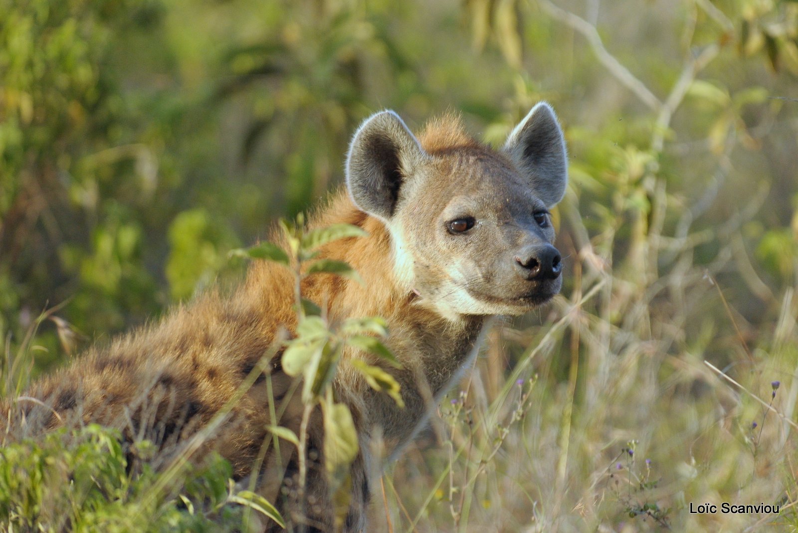 Hyène tachetée/Spotted Hyena (3)