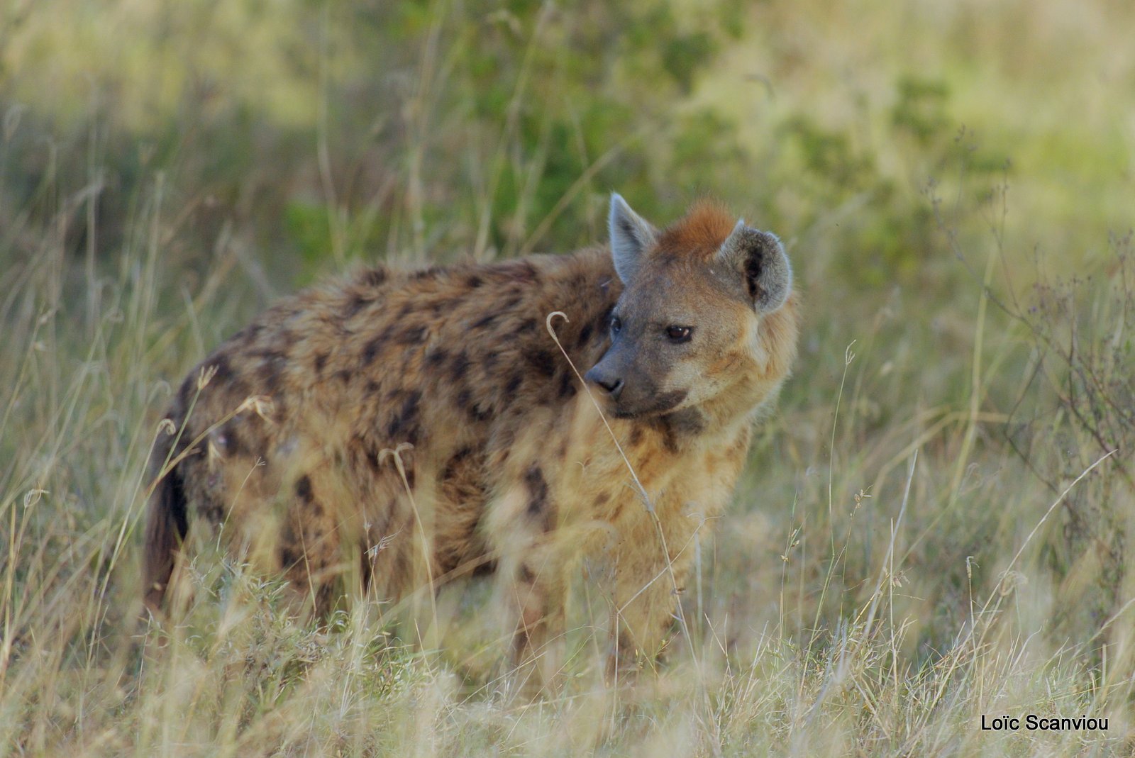 Hyène tachetée/Spotted Hyena (4)