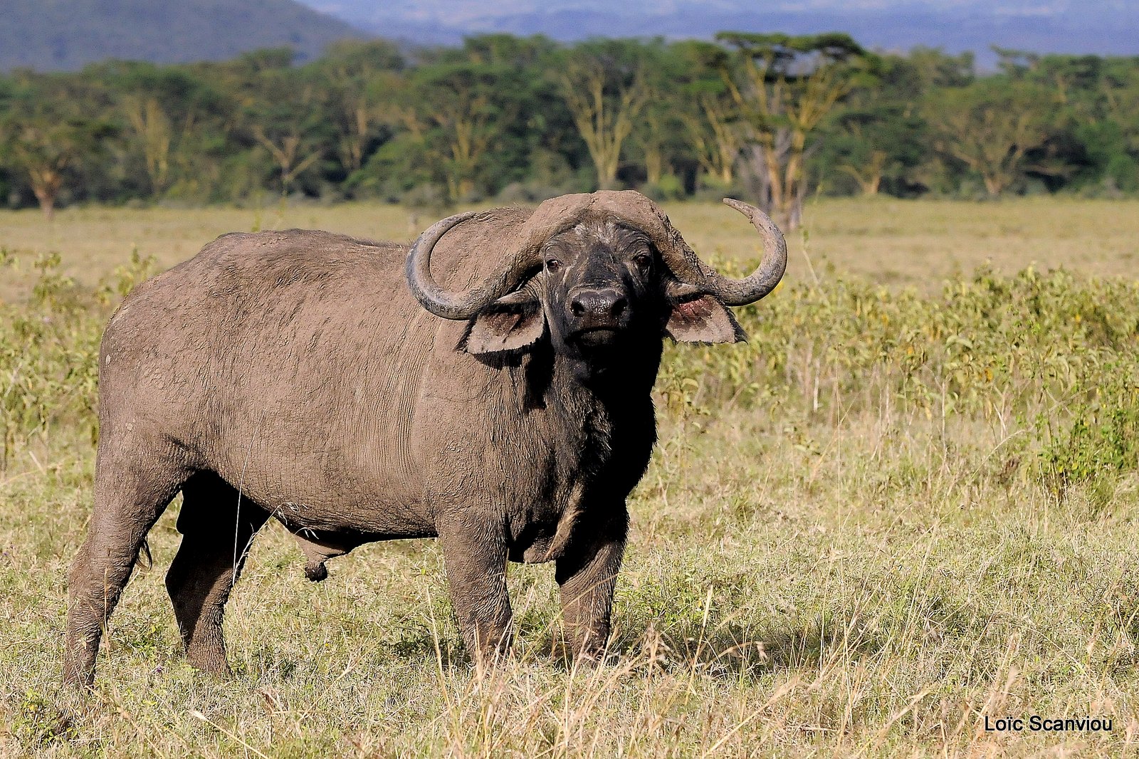 Buffle du Cap/Cape Buffalo (3)