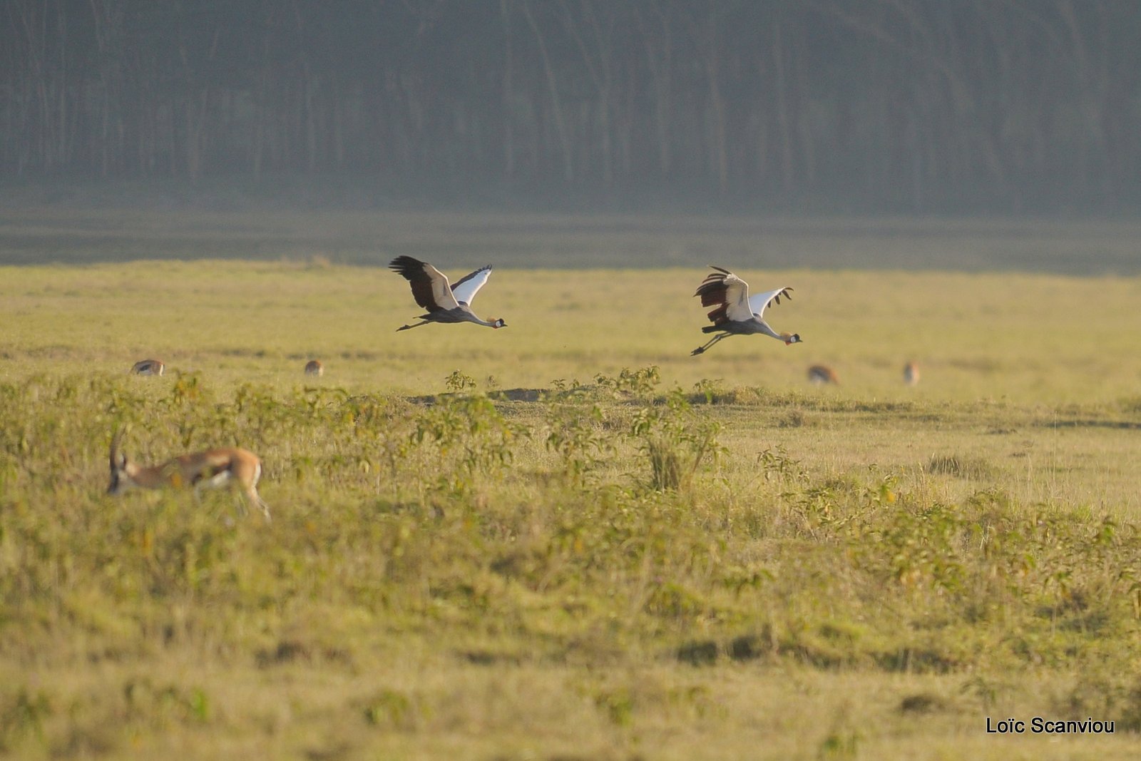 Grue couronnée/Grey-crowned Crane (1)