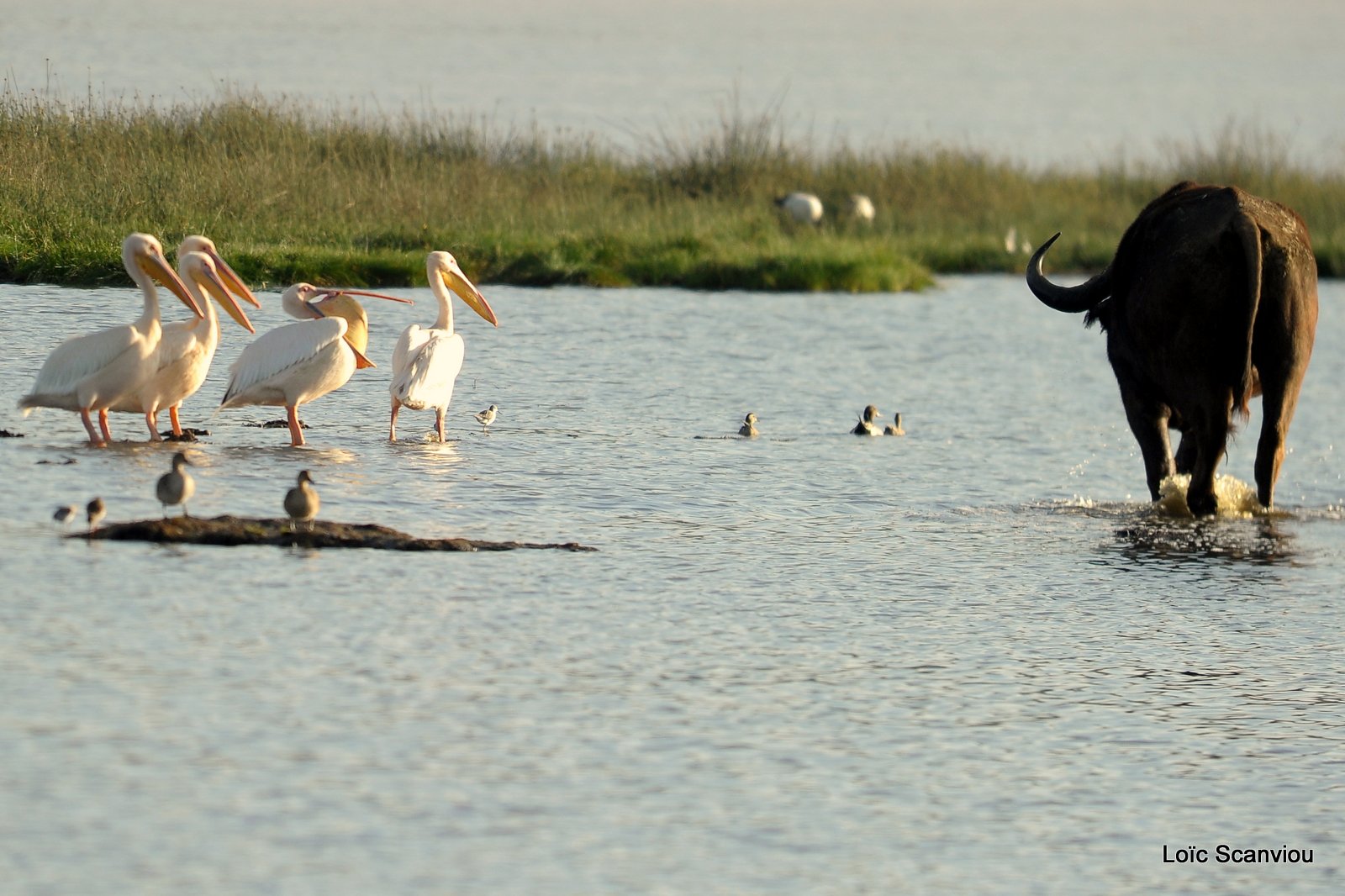 Buffle du Cap/Cape Buffalo (13)