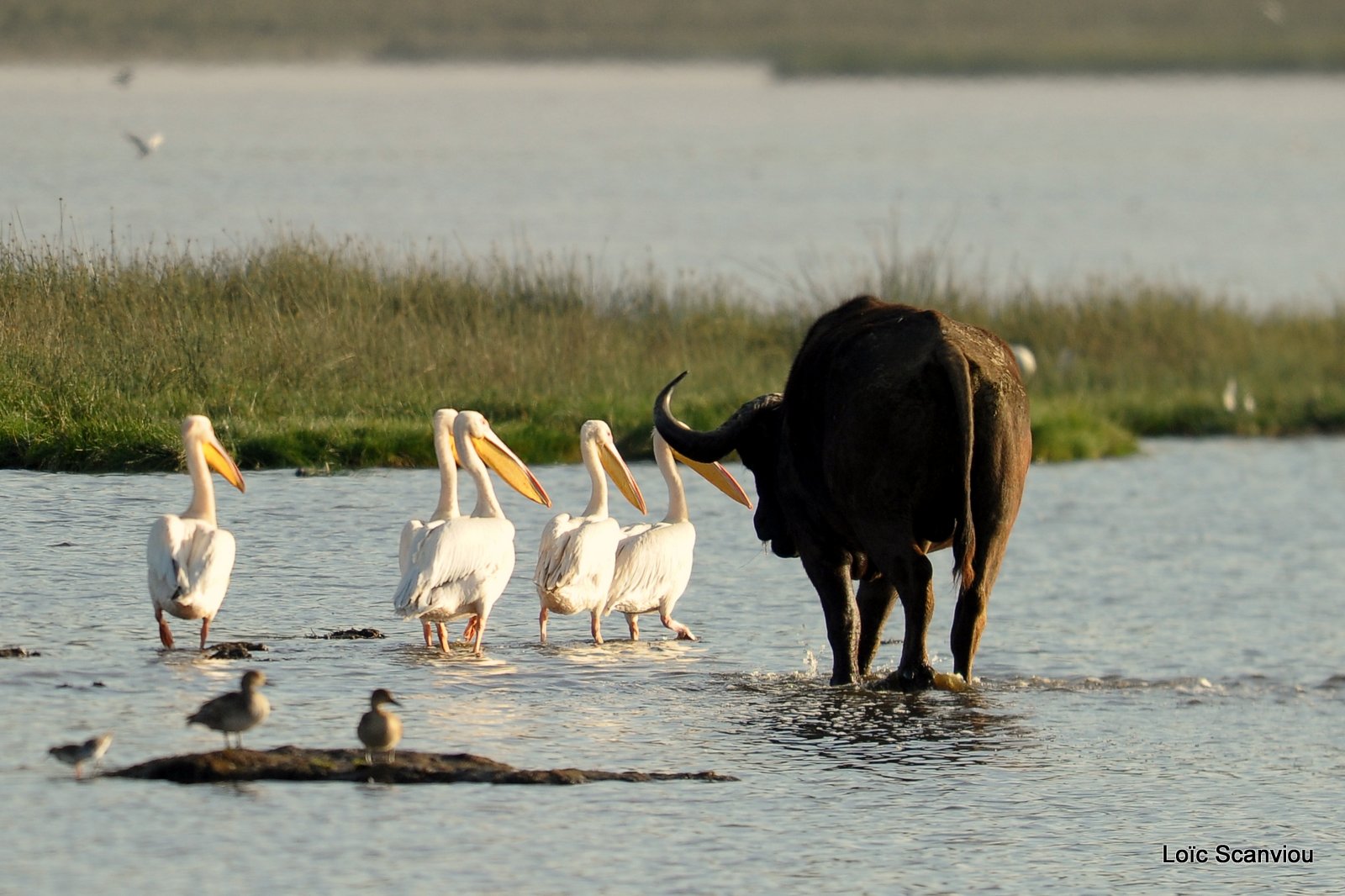 Buffle du Cap/Cape Buffalo (14)