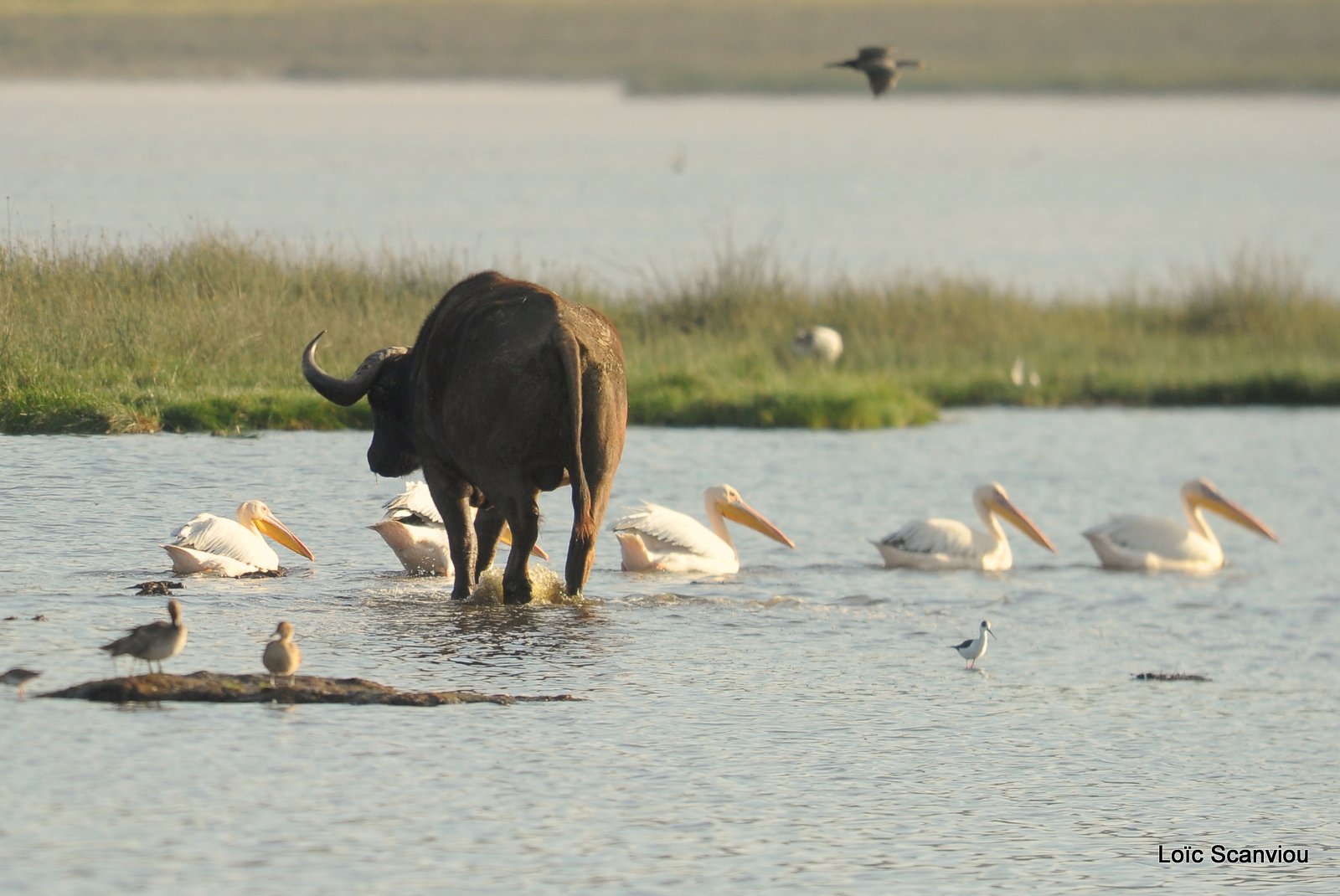 Buffle du Cap/Cape Buffalo (15)