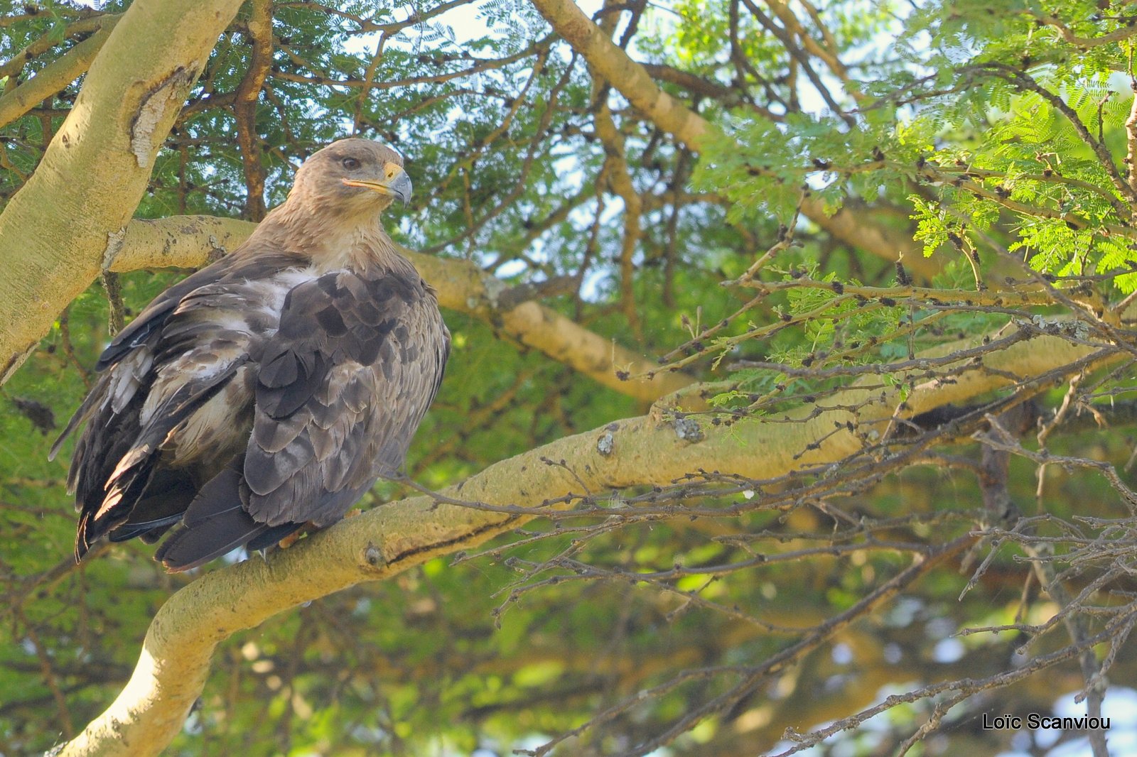 Aigle ravisseur/Tawny eagle (1)