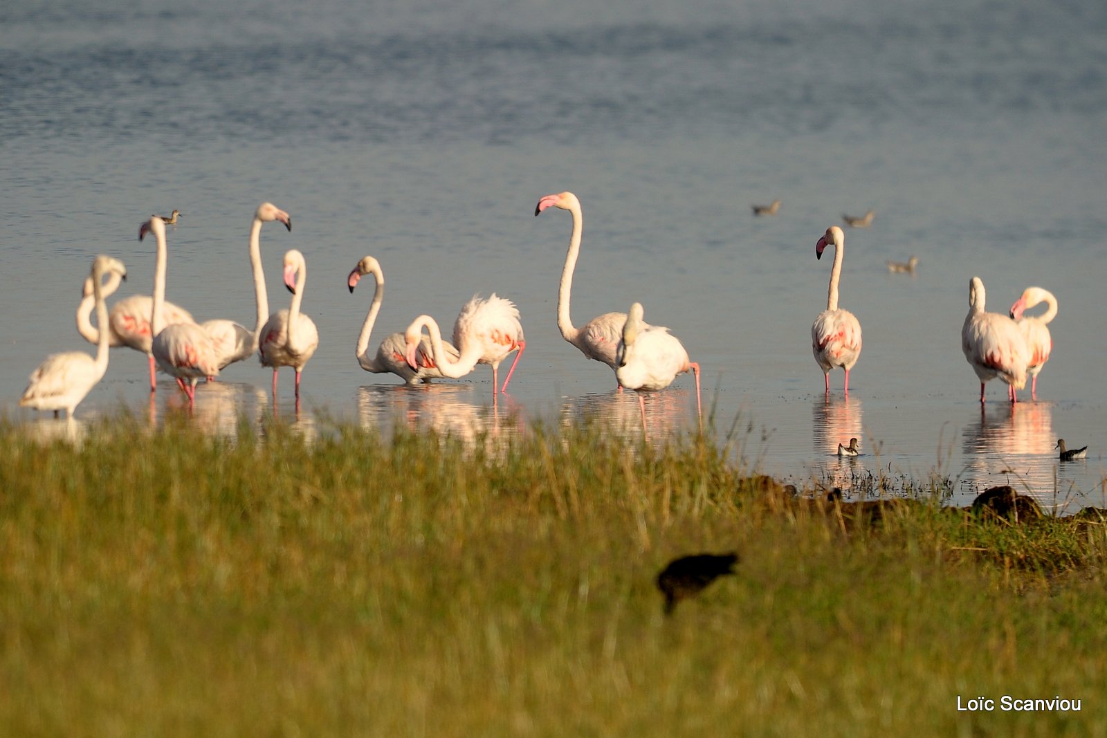 Flamants roses/Flamingoes (3)