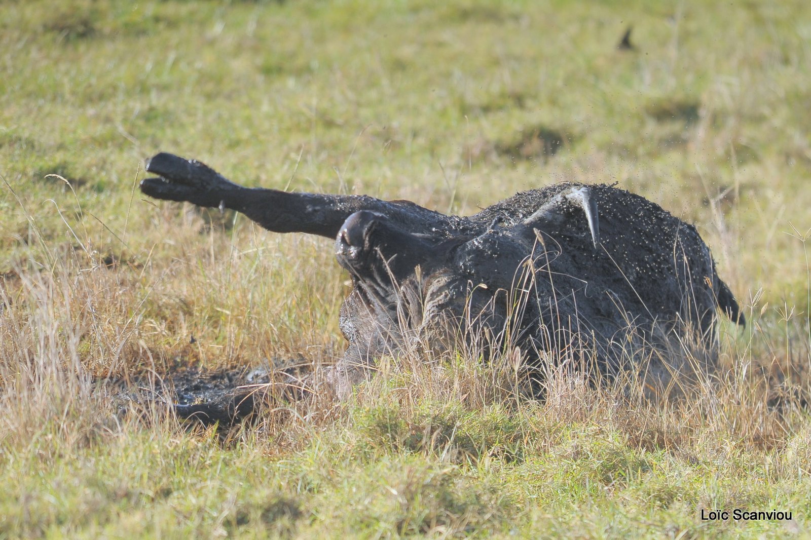 Buffle du Cap/Cape Buffalo (17)