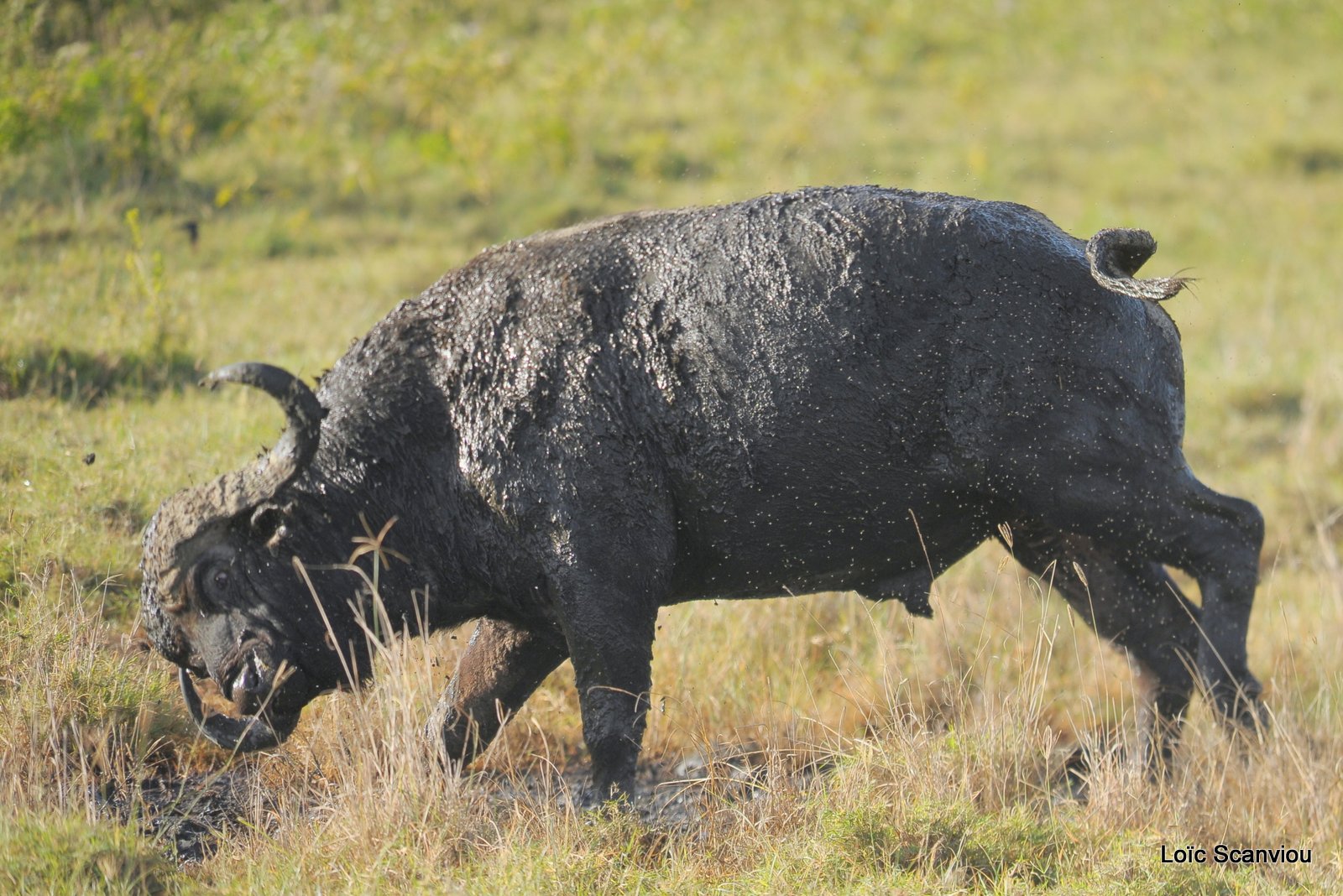 Buffle du Cap/Cape Buffalo (18)