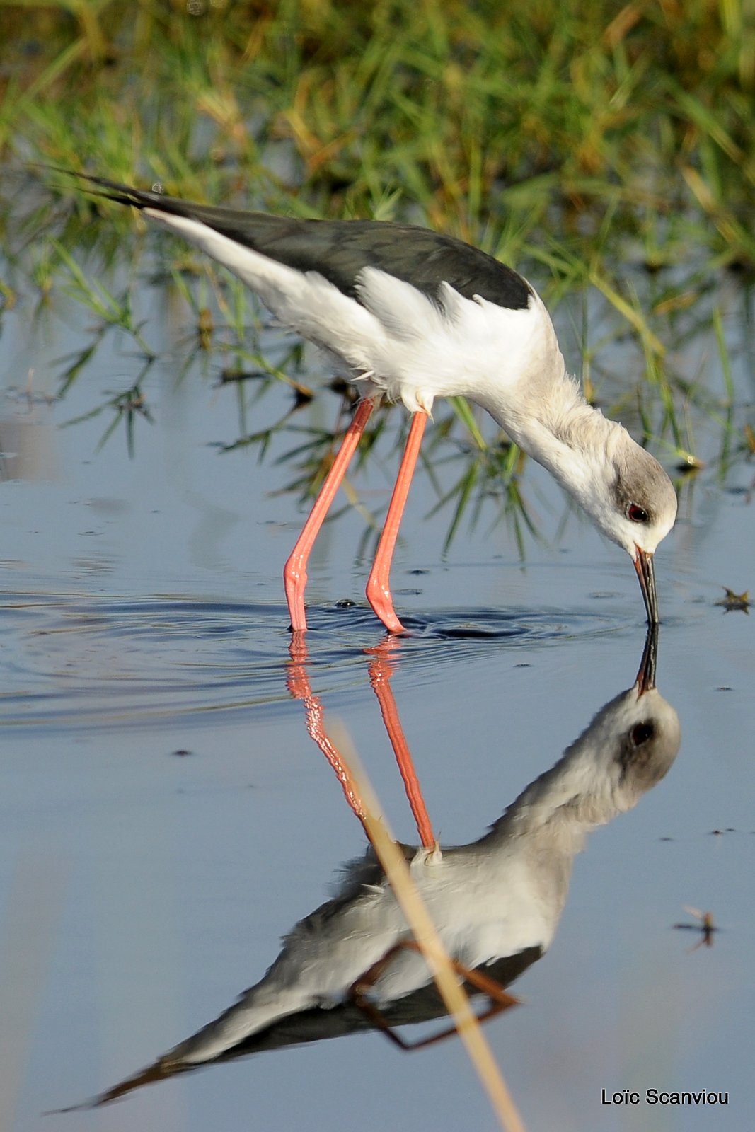 Echasse blanche/Black-winged Stilt (2)