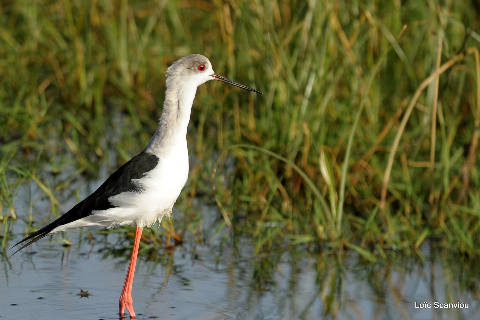 Echasse blanche/Black-winged Stilt (3)