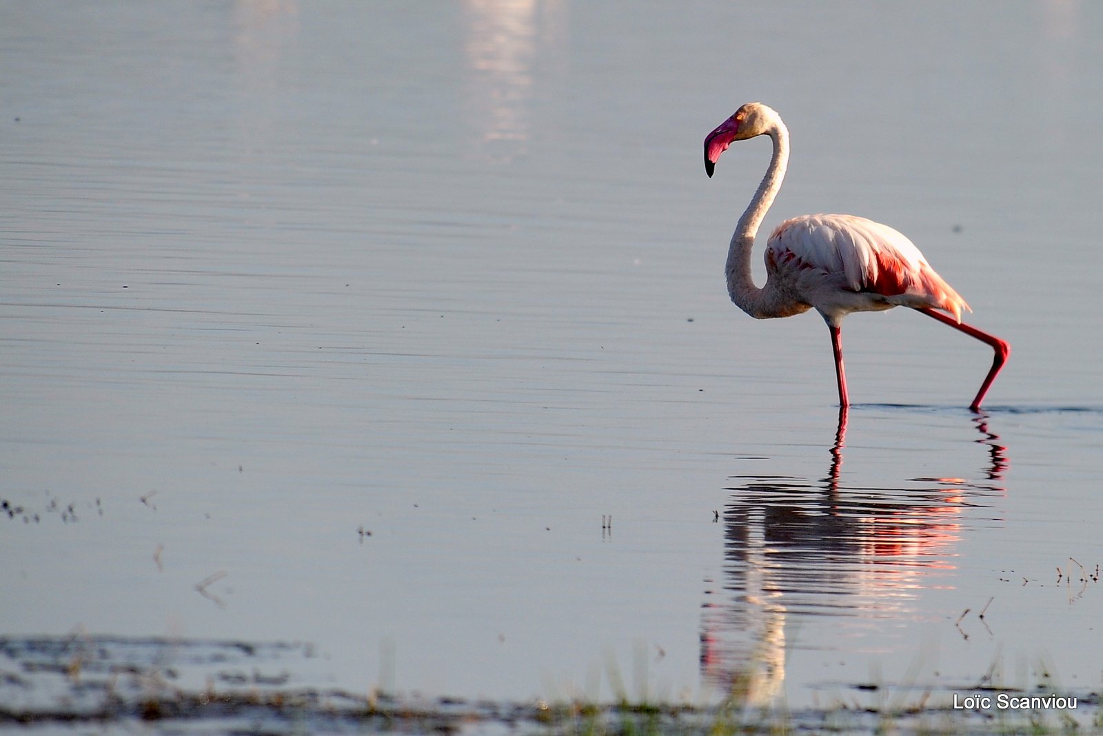 Flamant rose/Flamingo (2)