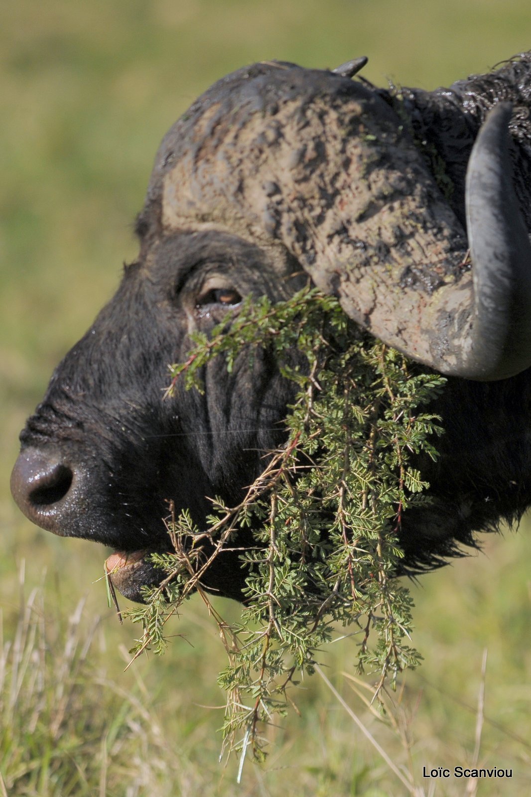 Buffle du Cap/Cape Buffalo (19)