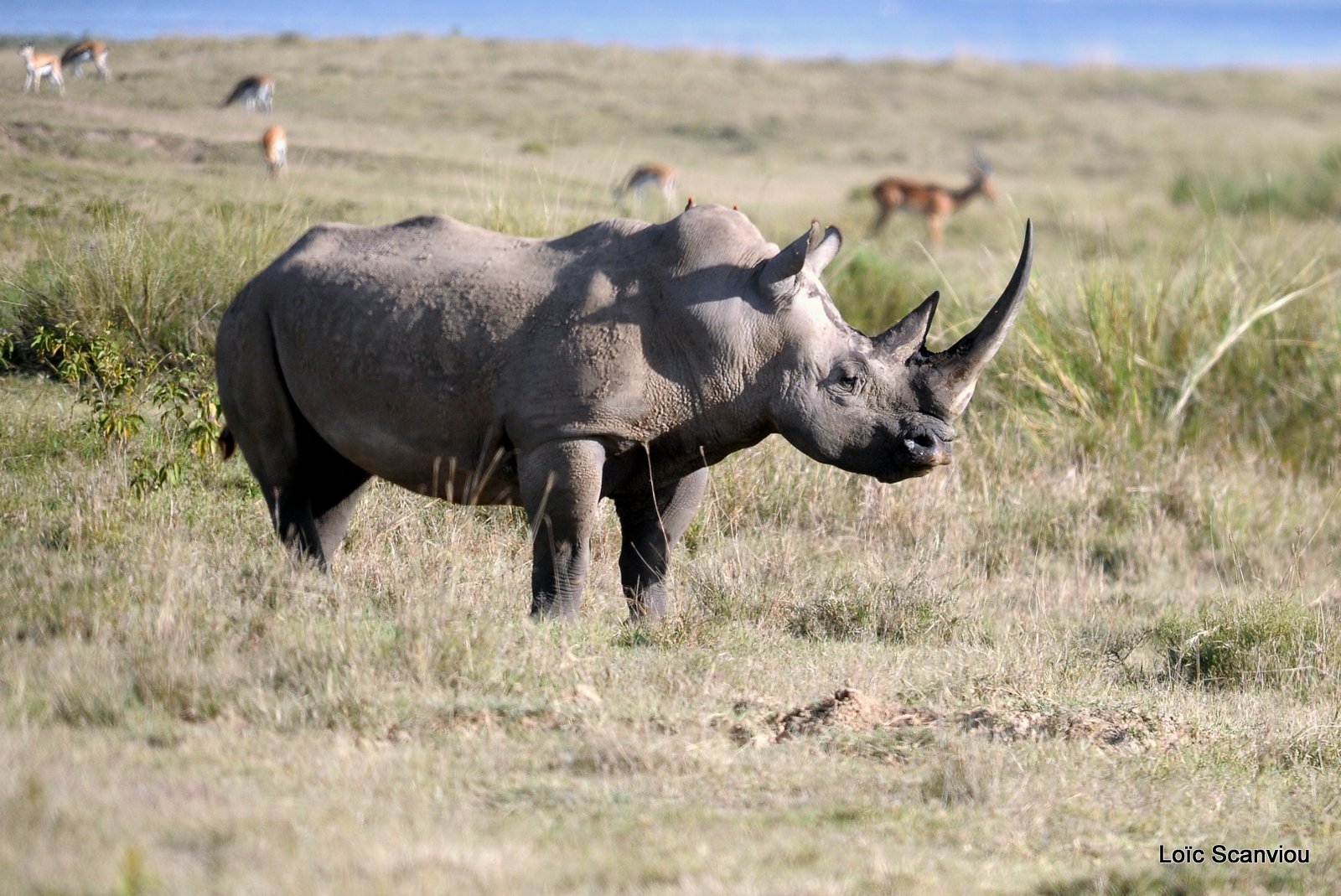Rhinocéros blanc/White Rhino (11)