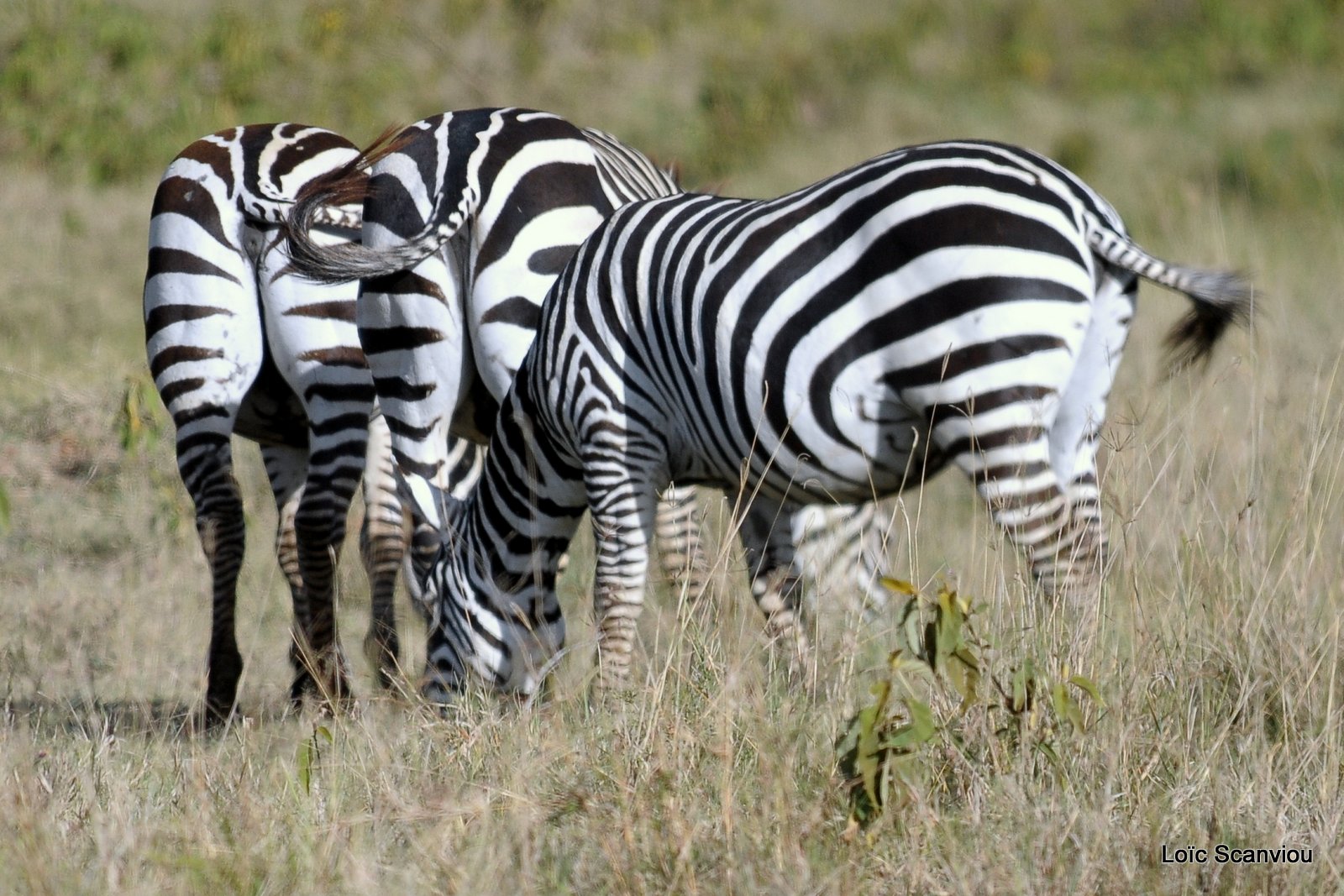Zèbre/Zebra (6)