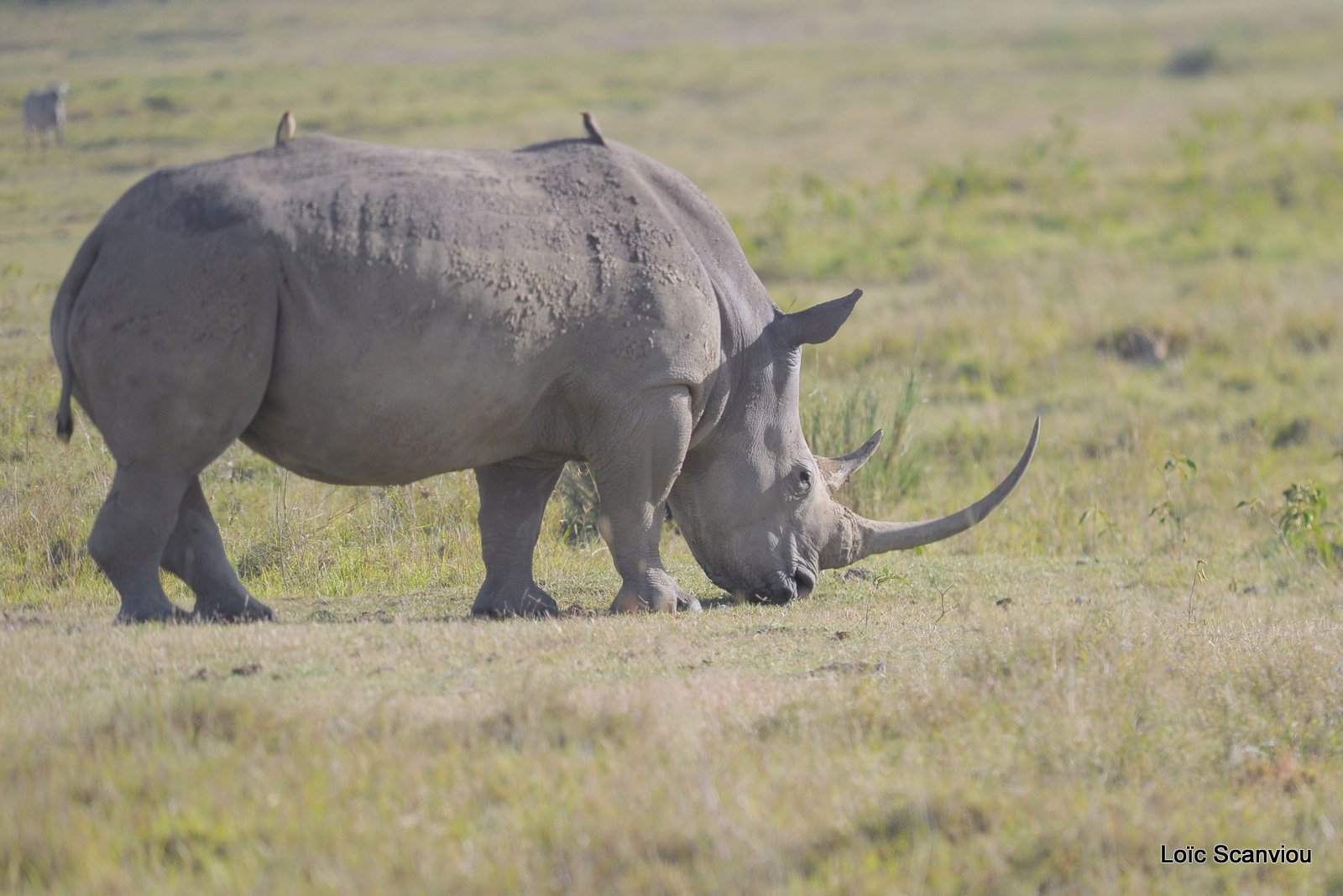 Rhinocéros blanc/White Rhino (12)