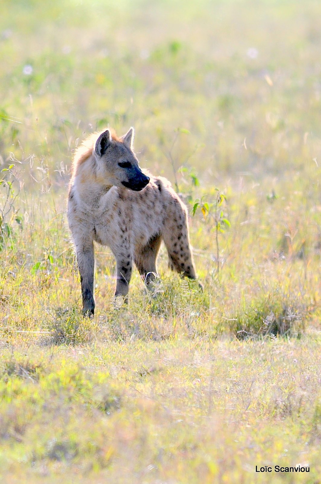 Hyène tachetée/Spotted Hyena (5)