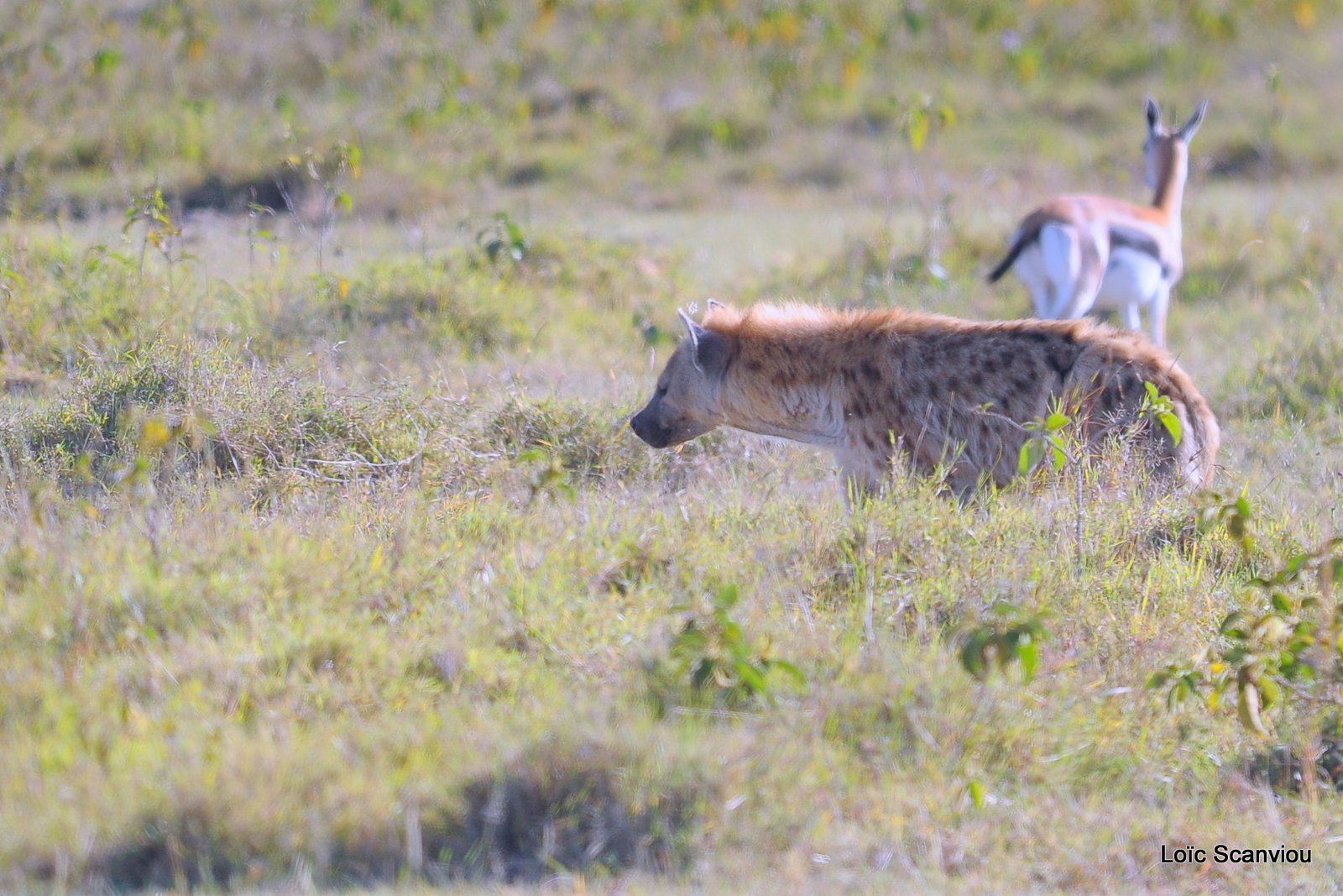 Hyène tachetée/Spotted Hyena (6)