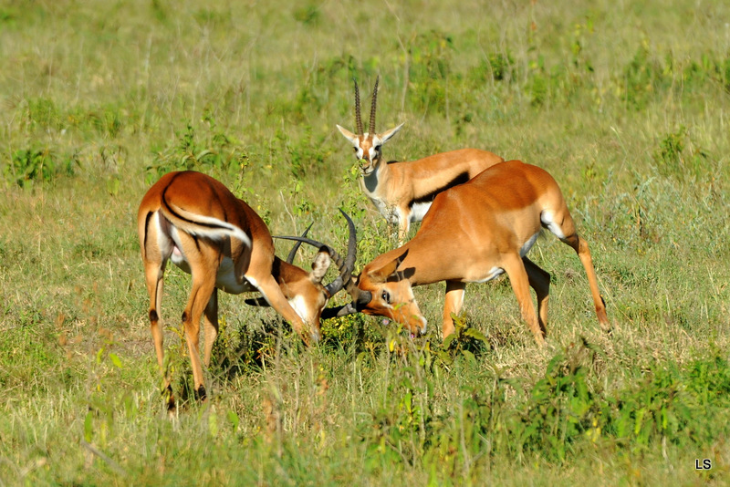 Impala (15)