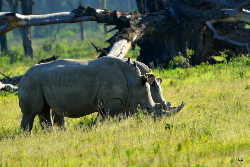 Rhinocéros blanc/White Rhino (43)