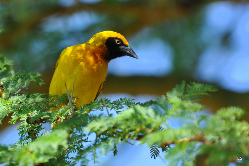 Tisserin de Speke/Speke's Weaver (1)