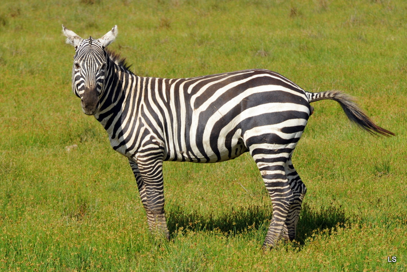 Zèbre/Zebra (2)