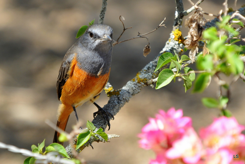 Monticole rouge-queue/Little Rock Thrush (1)