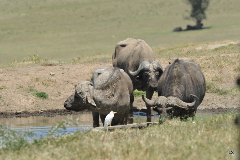 Buffle du Cap/Cape Buffalo (16)
