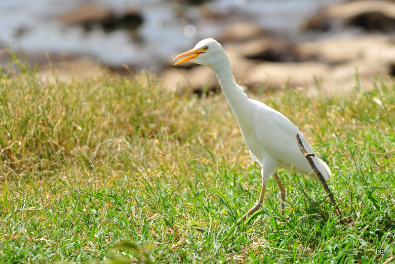 Héron garde-boeufs/Cattle Egret (1)