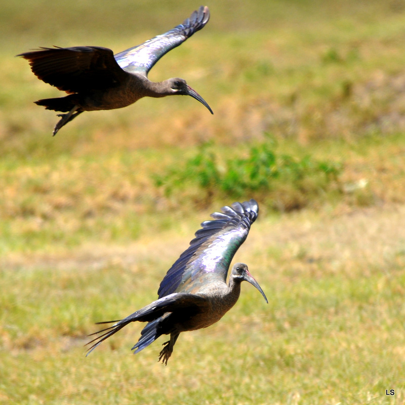 Ibis hagedash /Hadeda Ibis (1)