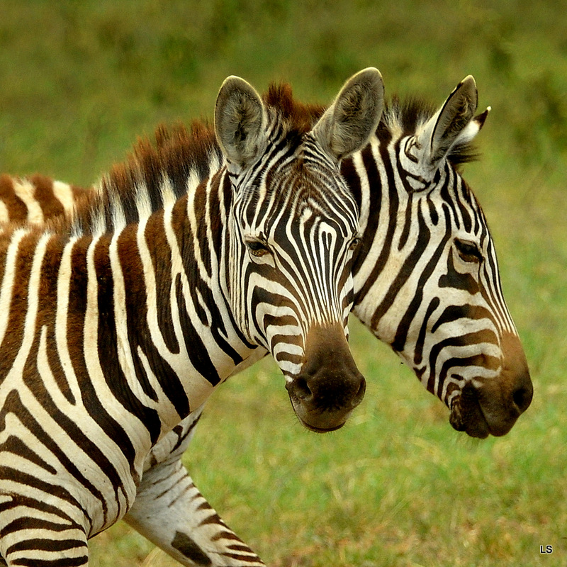 Zèbre/Zebra (28)
