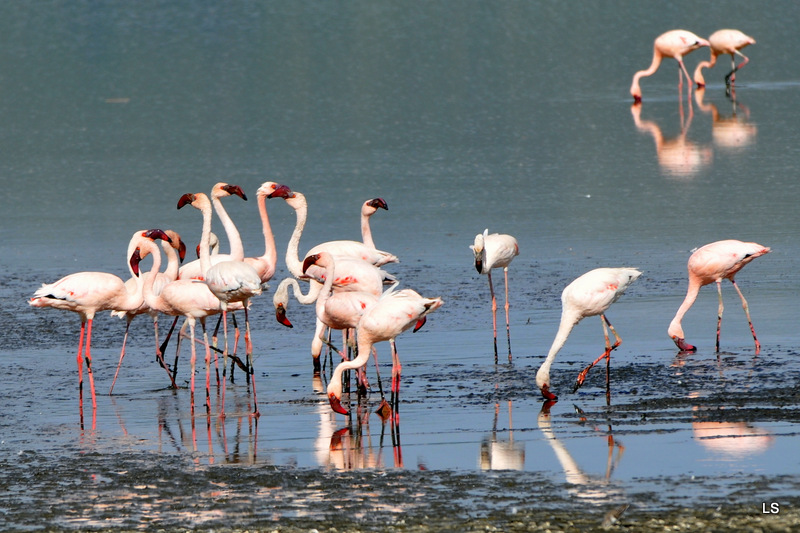 Flamants roses/Flamingoes (1)