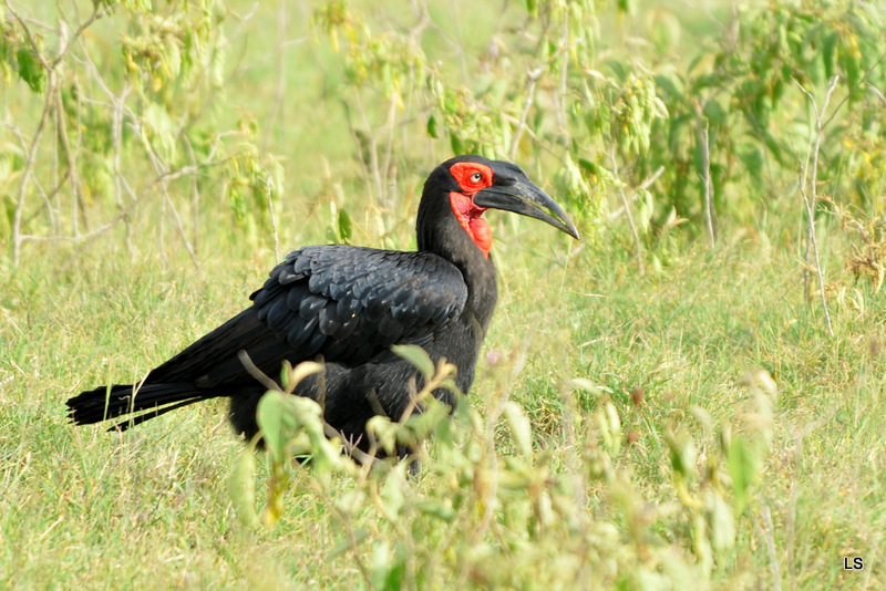 Bucorve du Sud/Southern Ground Hornbill (2)