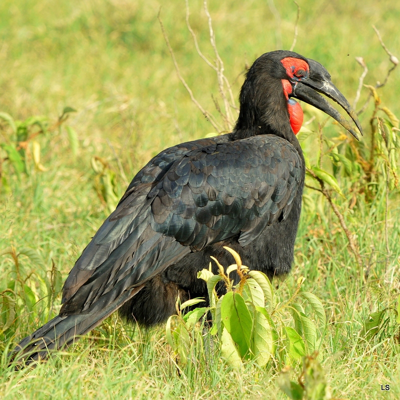 Bucorve du Sud/Southern Ground Hornbill  (3)