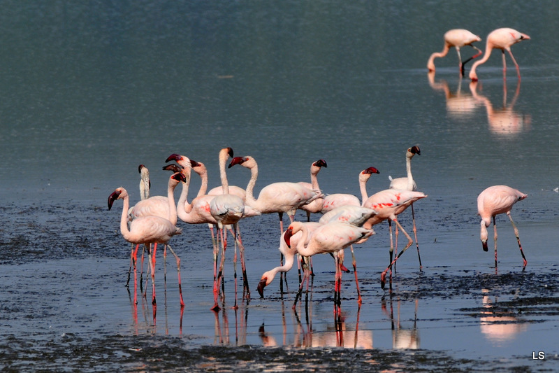 Flamants roses/Flamingoes (2)