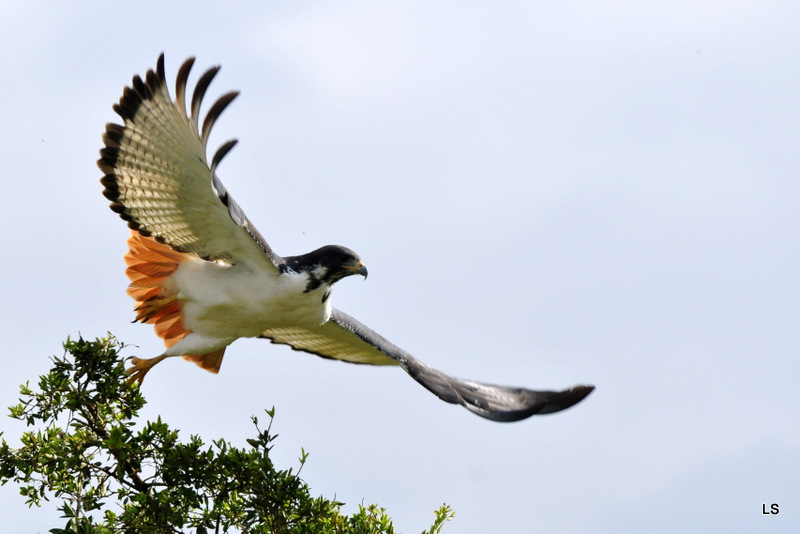 Buse augure/Augur Buzzard (10)