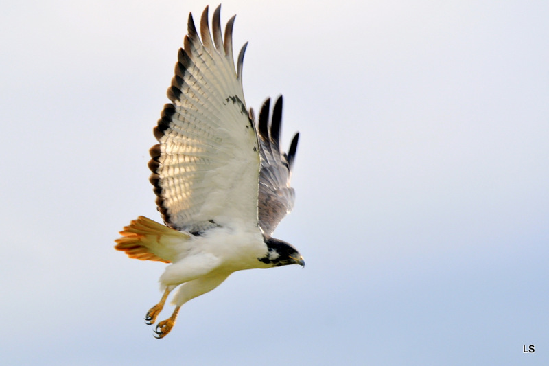 Buse augure/Augur Buzzard (11)
