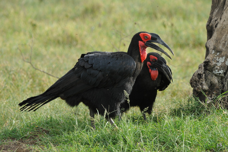 Bucorve/Ground Hornbill (4)