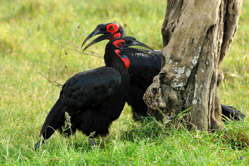 Bucorve/Ground Hornbill (5)