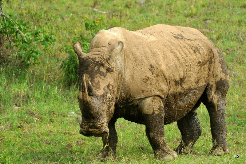Rhinocéros blanc/White Rhino (46)