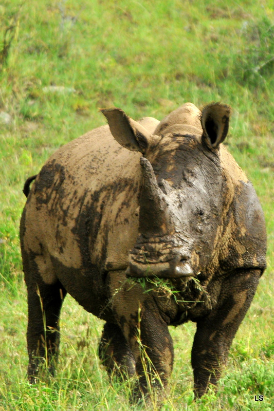 Rhinocéros blanc/White Rhino (47)