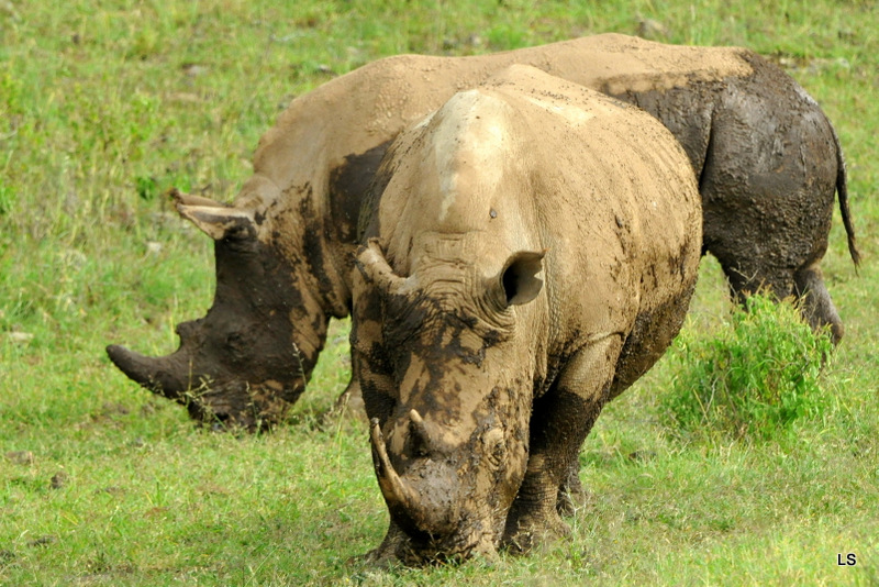 Rhinocéros blanc/White Rhino (48)