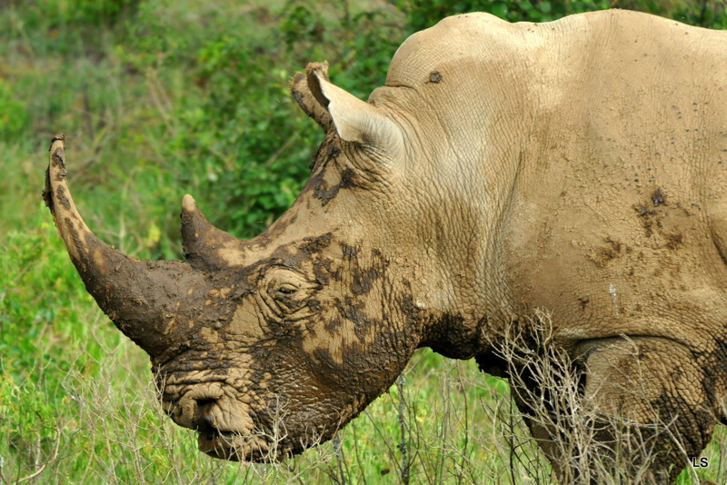 Rhinocéros blanc/White Rhino (50)