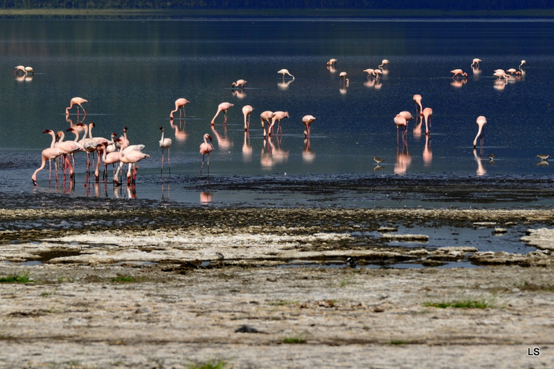 Flamants roses/Flamingoes (3)