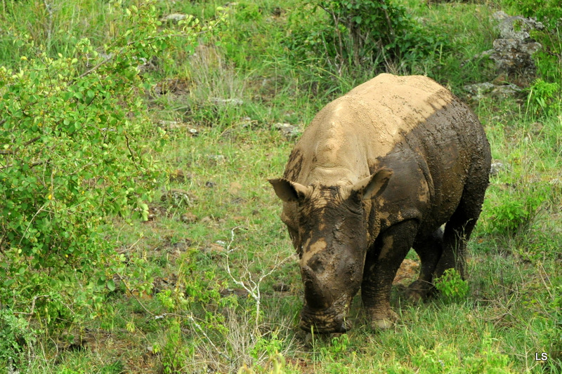 Rhinocéros blanc/White Rhino (51)
