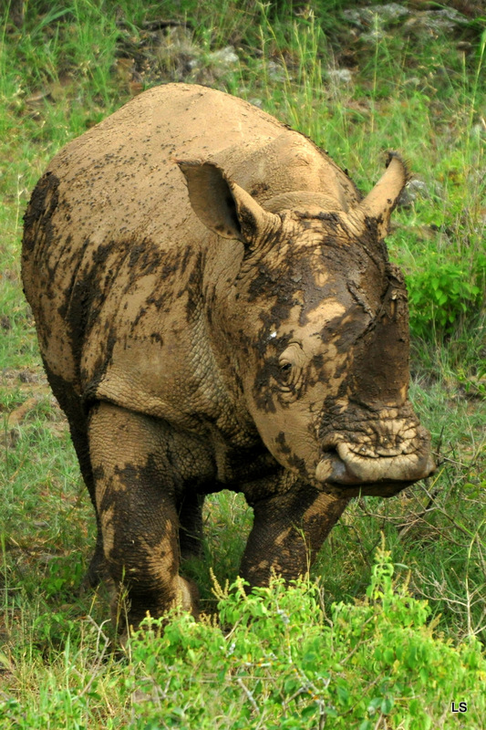 Rhinocéros blanc/White Rhino (52)