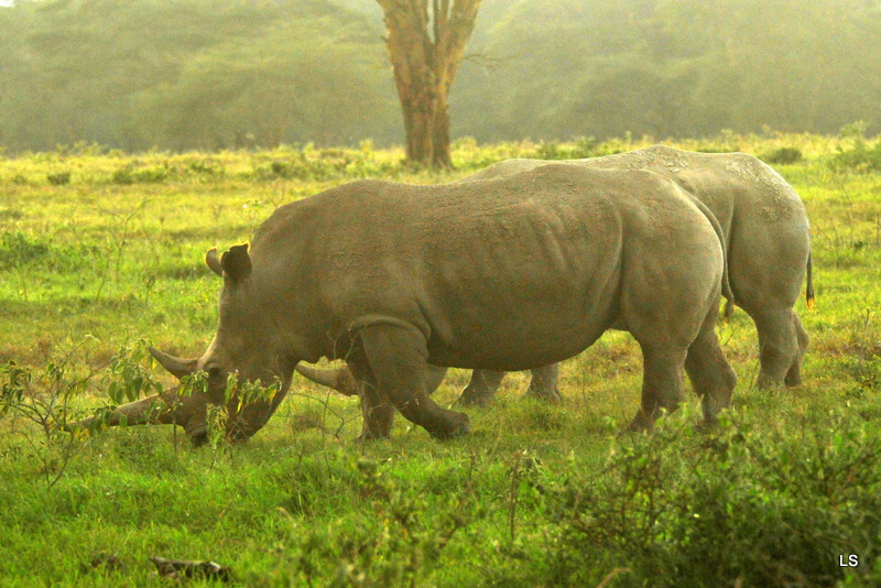 Rhinocéros blanc/White Rhino (59)