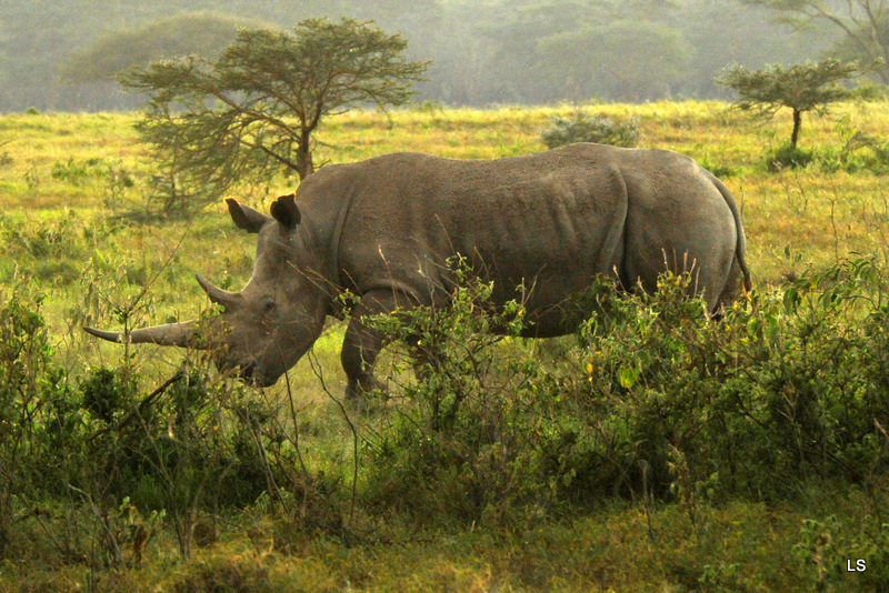 Rhinocéros blanc/White Rhino (60)