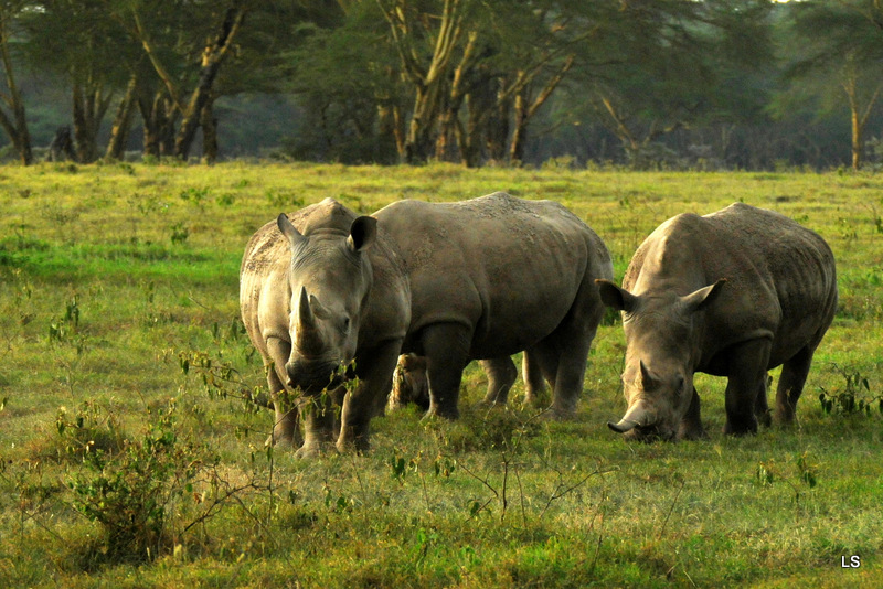 Rhinocéros blanc/White Rhino (62)