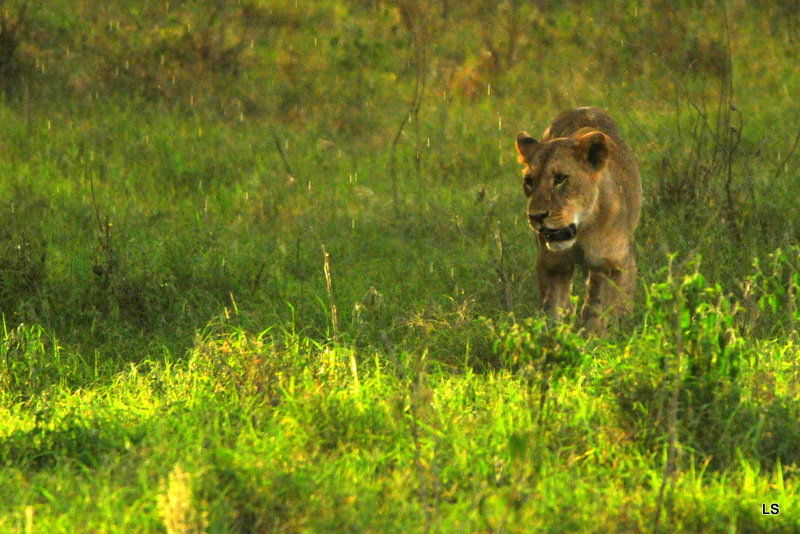 Lion (1)