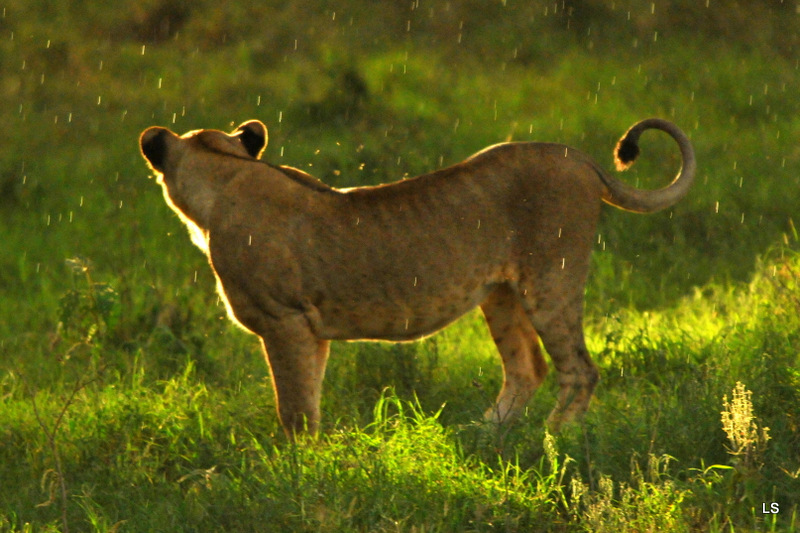 Lion (3)